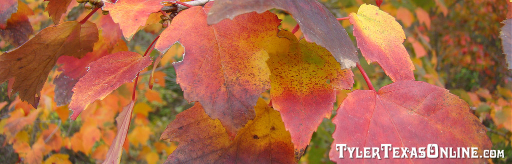 Maple tree fall colors at peak in East Texas Maple tree fall colors at peak in East Texas