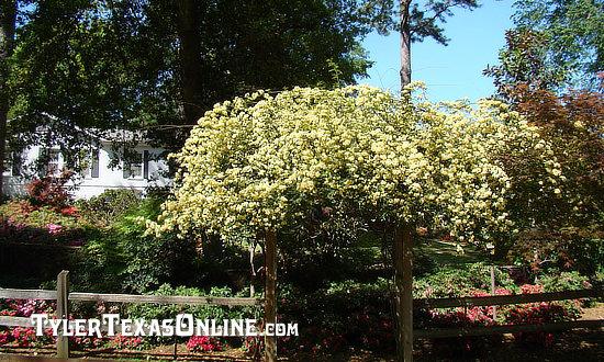 Lady Bankshire Roses blooming on the Tyler TX Azalea Trail