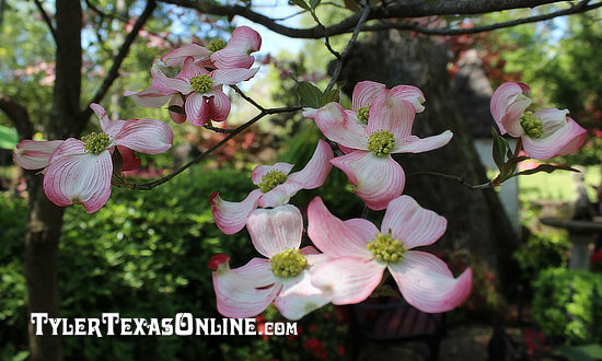 Pink Dogwoods in Spring in Tyler Texas