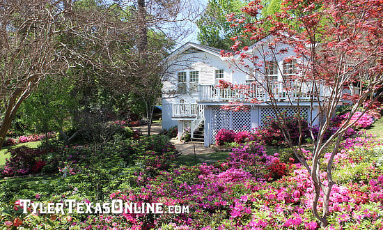 Azaleas and Japanese Maples along the Tyler Azalea Trails