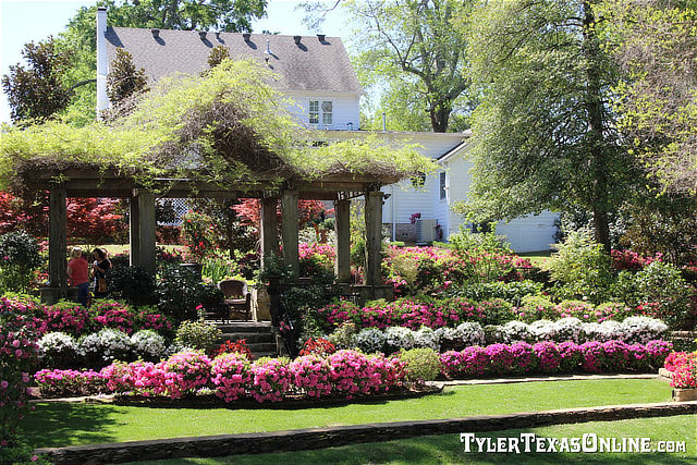 Along Dobbs Street during the Tyler Texas Azalea & Spring Flower Trails Along Dobbs Street during the Tyler Texas Azalea & Spring Flower Trails