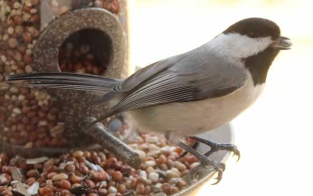 Black Capped Chickadee