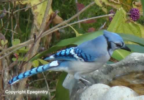 Texas Blue Jay