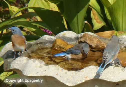 Bluebirds in East Texas