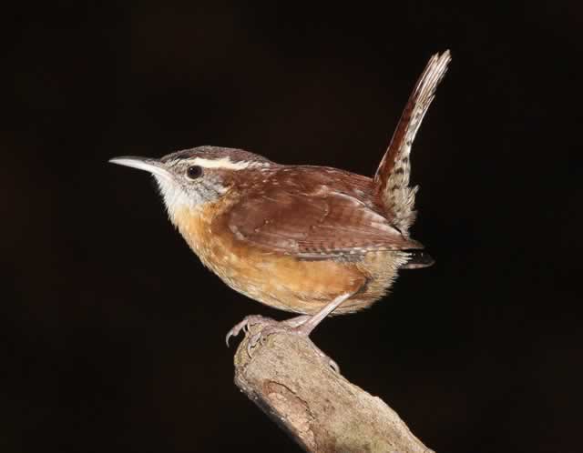 Carolina Wren
