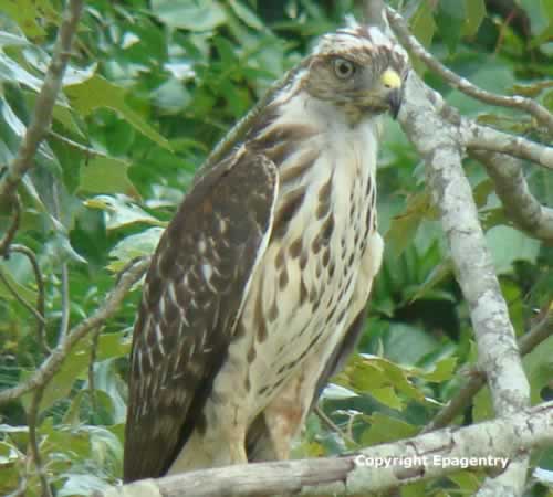 Hawk south of Tyler Texas