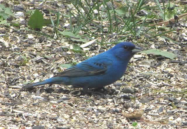 Indigo Bunting