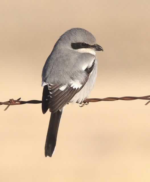 Loggerhead Shrike