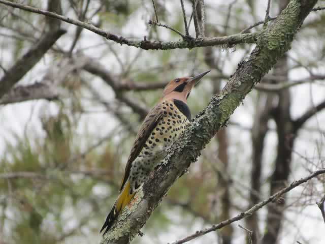 Northern Flicker