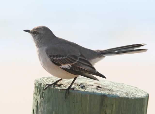 Northern Mockingbird