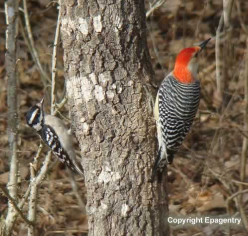 Red Bellied Woodpecker, with Downy Woodpecker