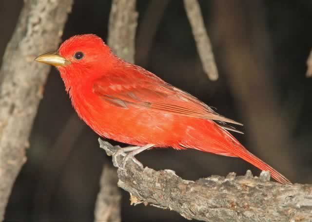 Summer Tanager