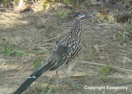Texas Roadrunner