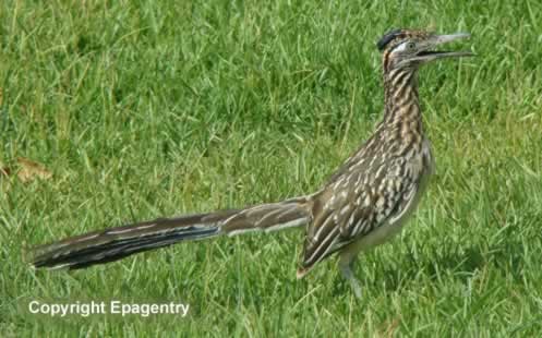 Texas Roadrunner
