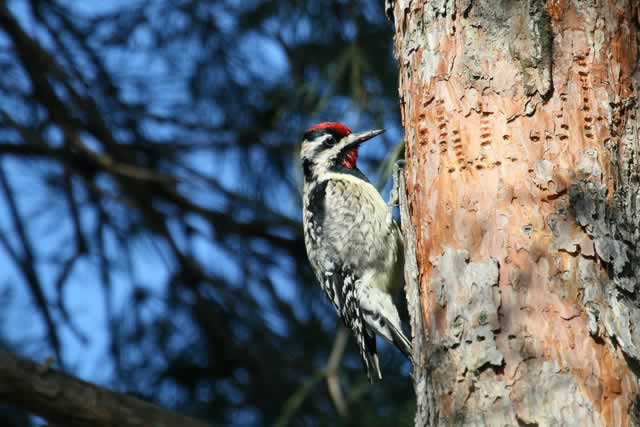 Yellow  Bellied Sapsucker