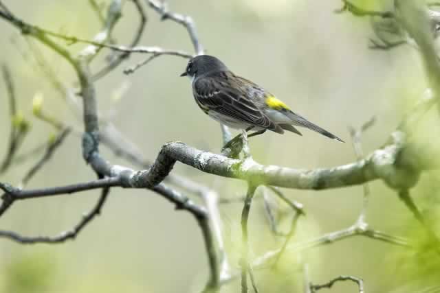 Yellow Rumped Warbler