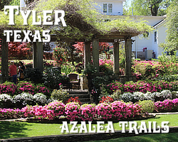 The Annual Azalea Trail