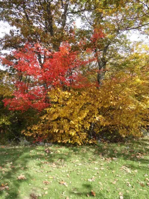 Clear, cool blue-sky days ... time for fall foliage in Tyler!