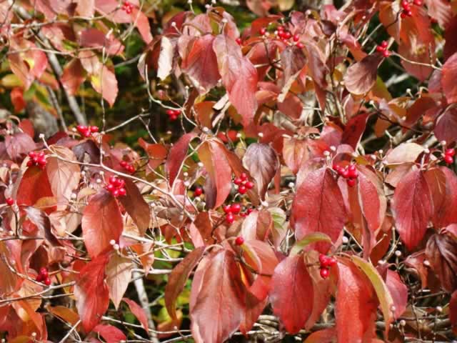 Dogwood tree at peak fall color in East Texas