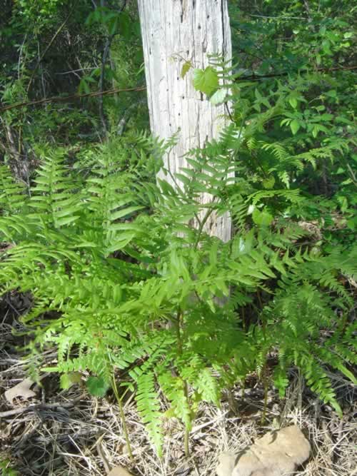 Bracken Ferns in Texas Woods