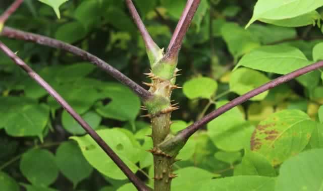 Devil's Walkingstick, a native plant in East Texas
