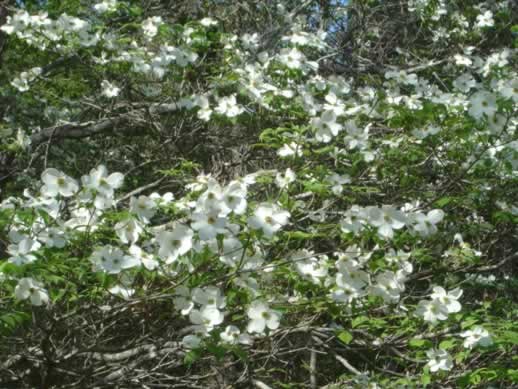 Dogwoods in Spring in Texas