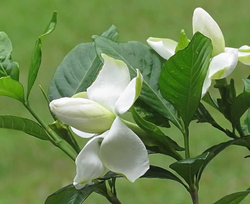 Fragrant Gardenias blooming in early spring
