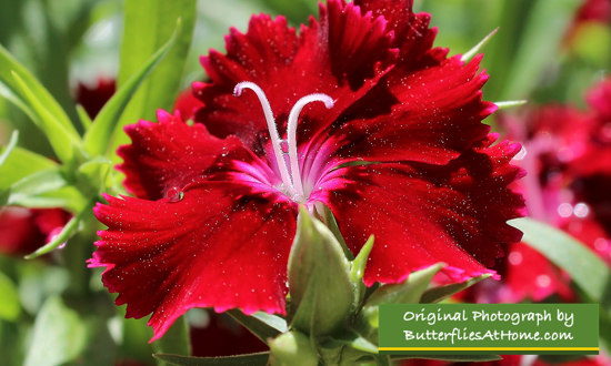 Red Dianthus