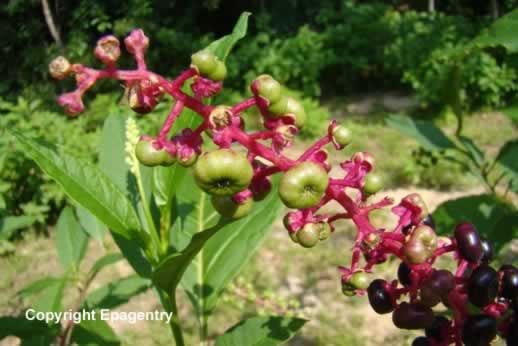 Texas Pokeweed