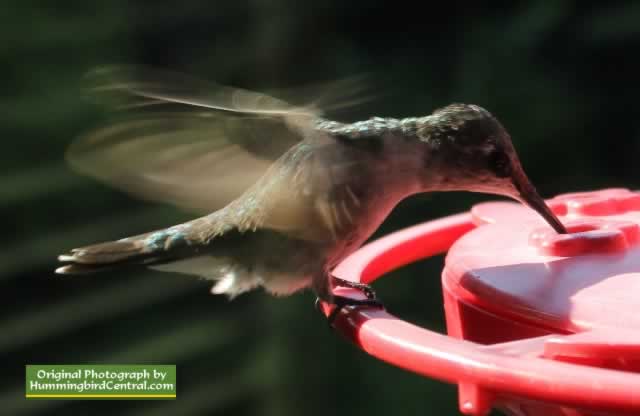 Hummingbird feeding at Tyler Texas