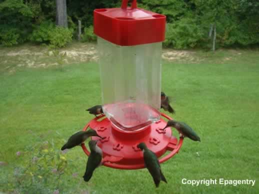 Hummingbird feeding mania near Tyler Texas