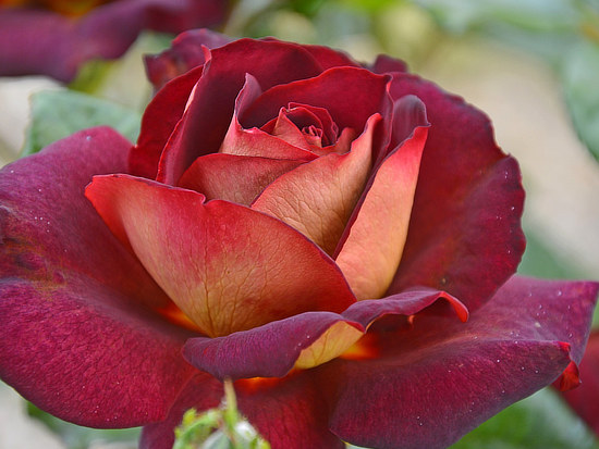 Delicate ruby-red rose petals in the Tyler Rose Garden in East Texas