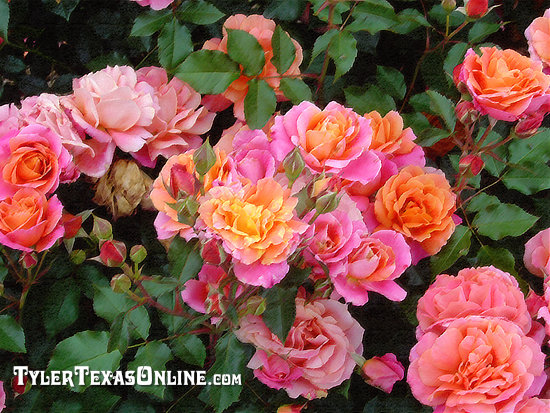 Brilliant blooms in the Tyler Rose Garden!