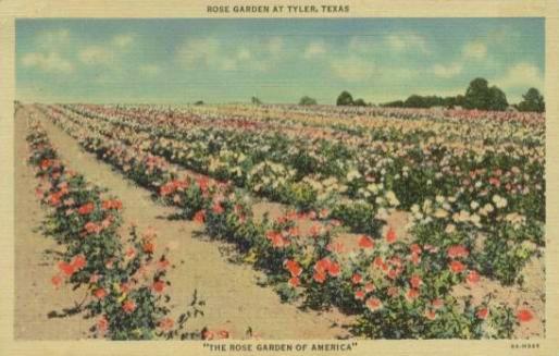 Rose fields in Tyler, Texas Rose fields in Tyler, Texas